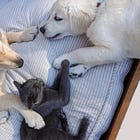 T’es plutôt chat ou chien ? 🐱🐶