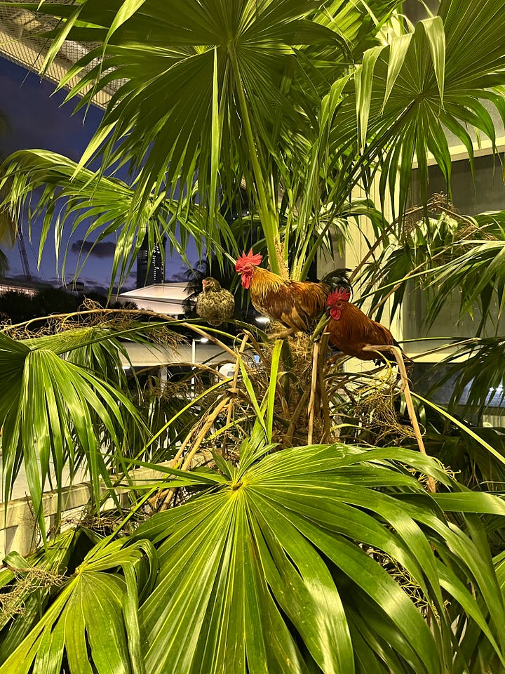 top left: chickens in a palm tree at the metromover station; top right: red telephone booth; bottom left: sign in hotel elevator that said do not jump; bottom right: picture of young Henry Flagler with a placard about what a looker he was