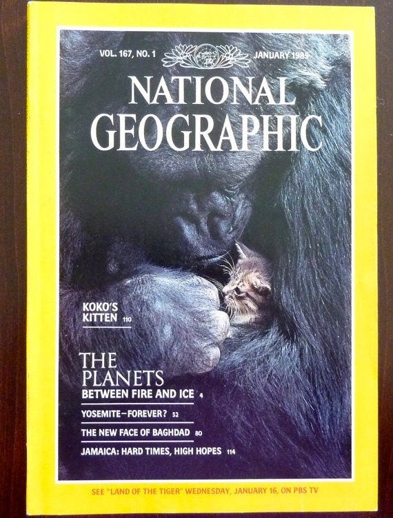 National Geographic TV on X: "Koko, the gorilla known for sign language,  has passed away at the age of 46. Here she is on the cover of the 1985 National  Geographic. #RIPKoko