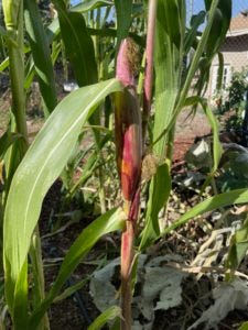 glass gem corn stalk