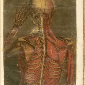 Behold, the Interstitium