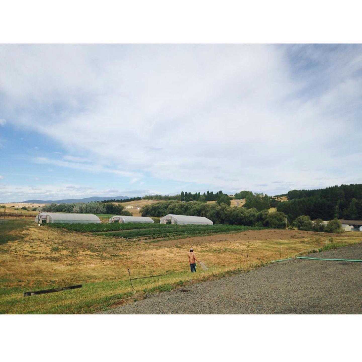 a worker waters the field on the organic farm 