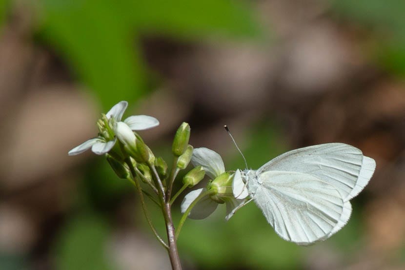 A small white butterfly visiting a plant with a few small white four-petaled flowers