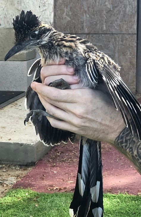 Photos of a roadrunner being dried off by a towel and held by a human
