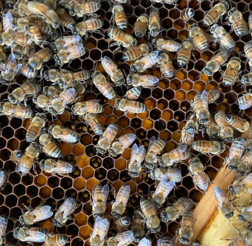 honey bees on a frame of yellow pollen