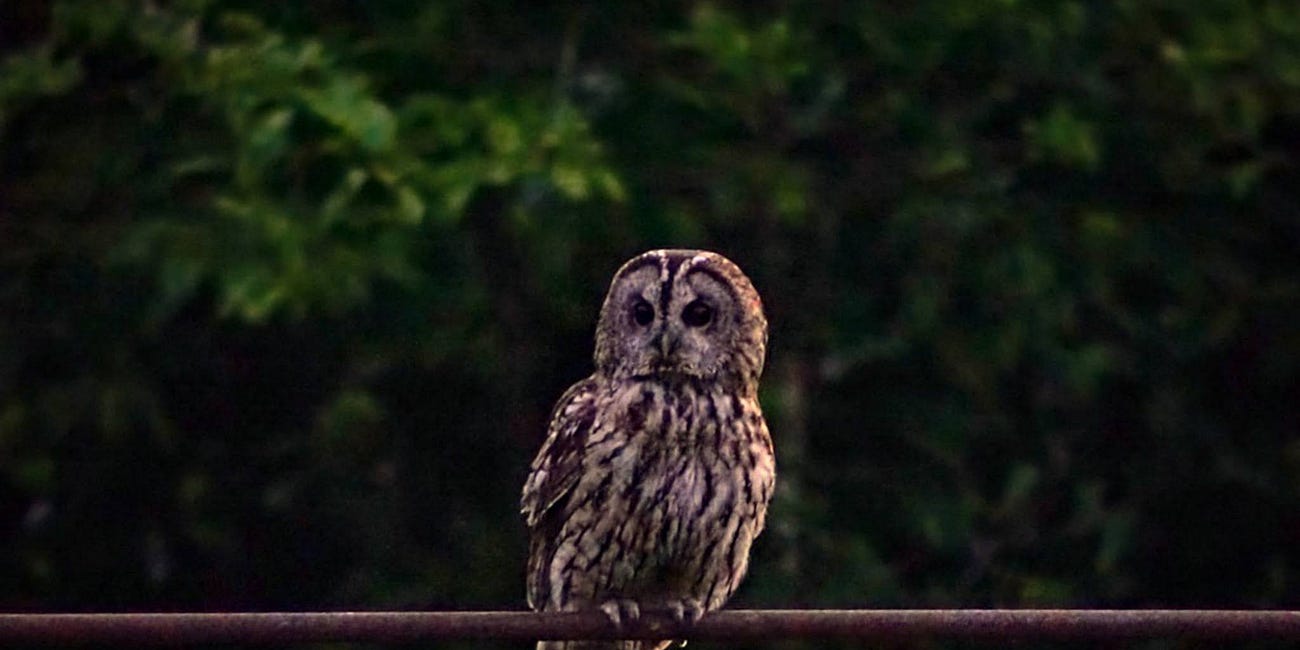 Chasing Hooty