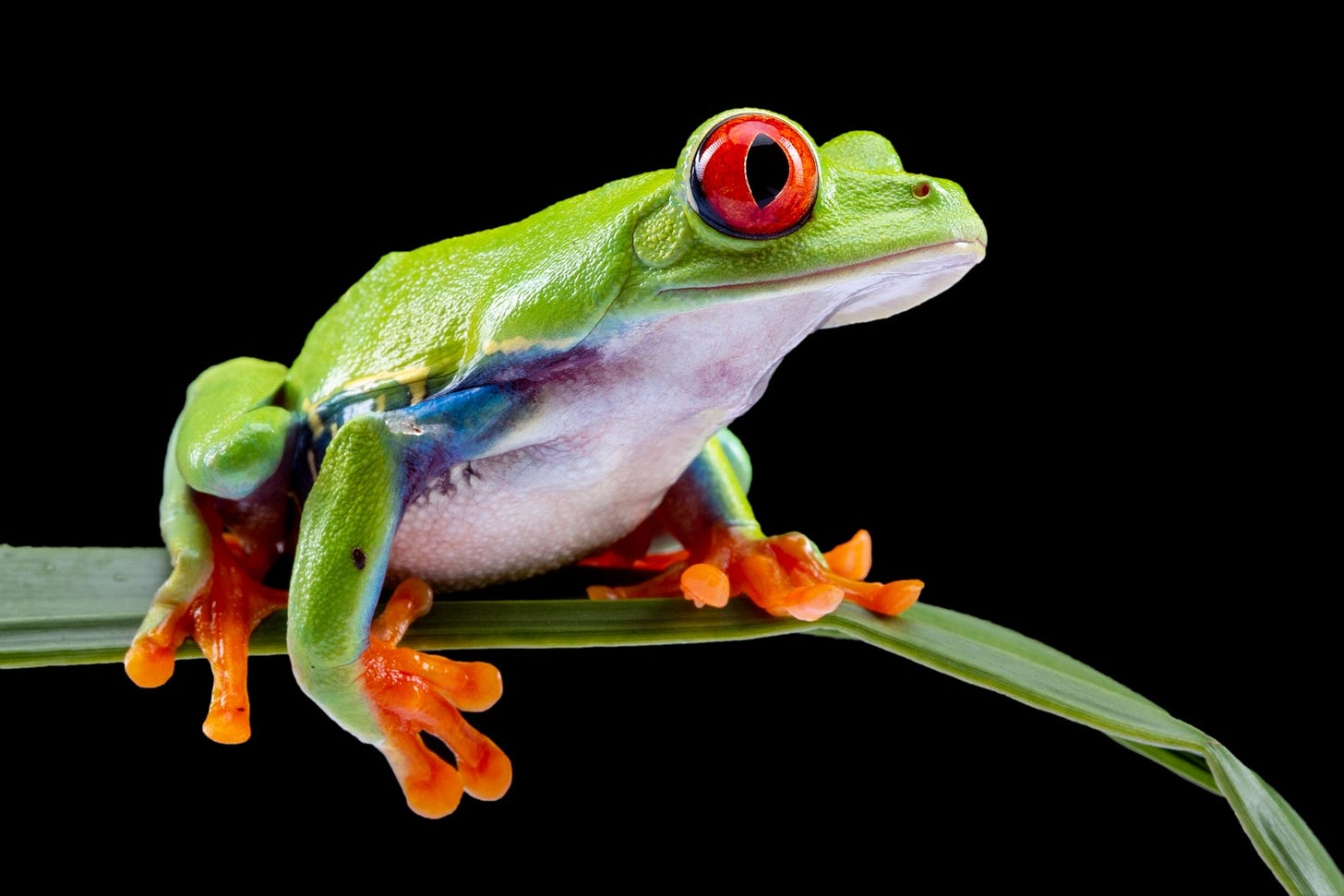 The Red Eyed Tree Frog is not the same as the Black Eyed Tree Frog. Do you know why? Hint: one has red eyes and one has black eyes. (Dave Denby Photography)