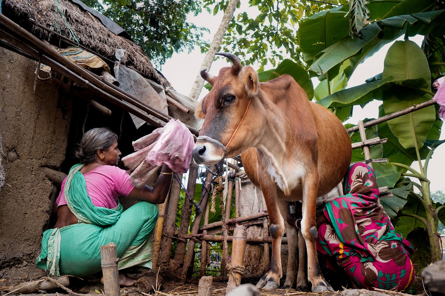 Two Indian women engaged in cow milking in a rural village. Traditional agriculture scene