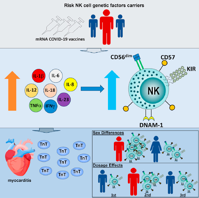 CD56 and CD57 Natural Killer Cells in Jab Myocarditis - Endotoxin Effects