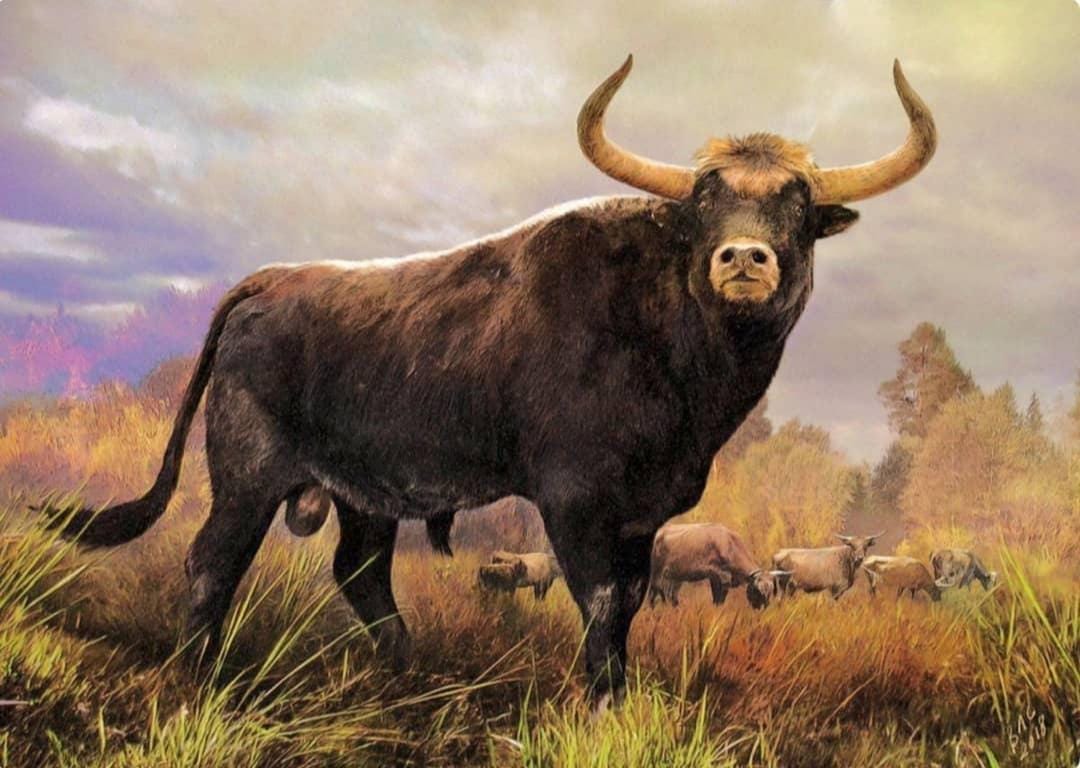 Bos Primigenius, or Aurochs. Aurochs was the ancestor of modern cattle and  went extinct around four hundred years ago, when the last representative  died in a forest in Poland. Fortunately, it is