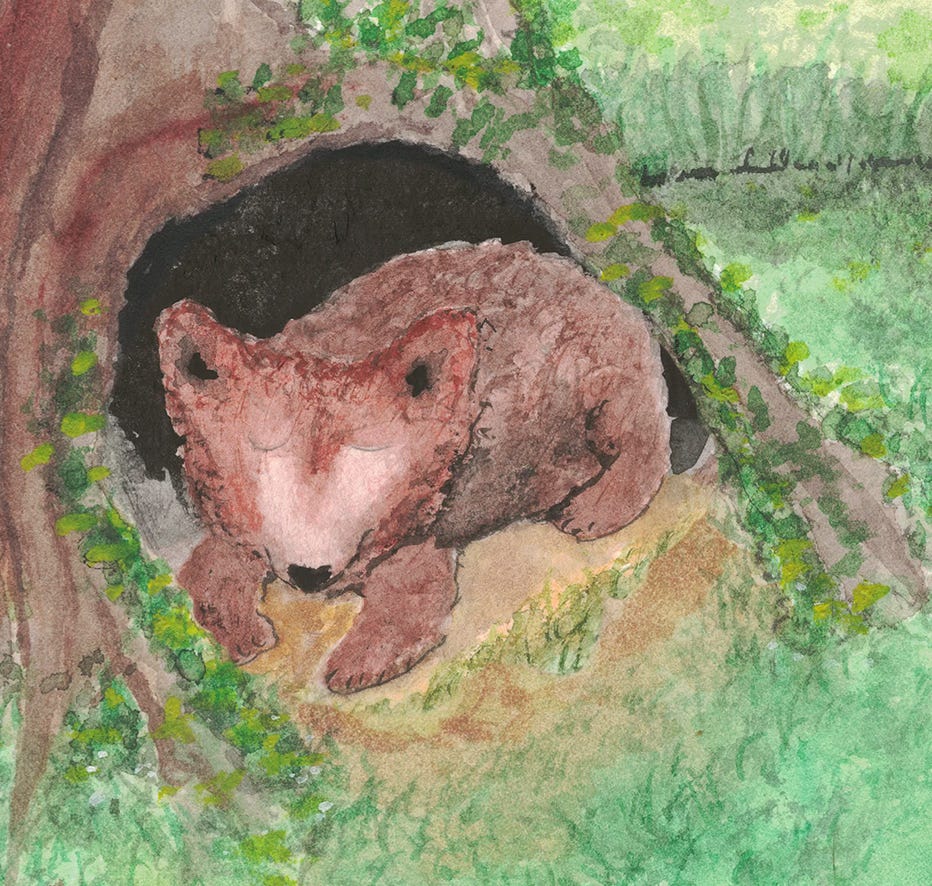 Watercolor illustration of a sleeping bear by Charlie Shifflett