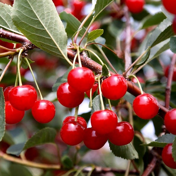 The World in the Cherry
