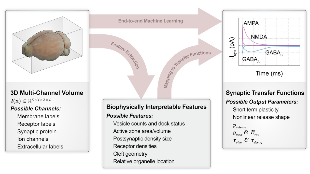 The ultrastructure-to-dynamics compiler takes molecularly-annotated information and calibration data to simulate a neural system. From Kording et al. (2026). The ultrastructure-to-dynamics compiler takes molecularly-annotated information and calibration data to simulate a neural system. From Kording et al. (2026).