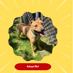 Contrarian Pet of the Week