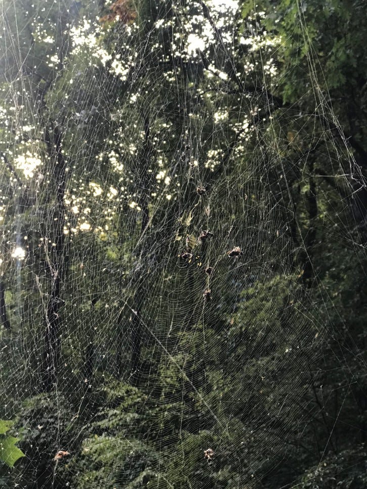 Managing Joro Spiders in the Landscape | Turf and Ornamental Pest Management