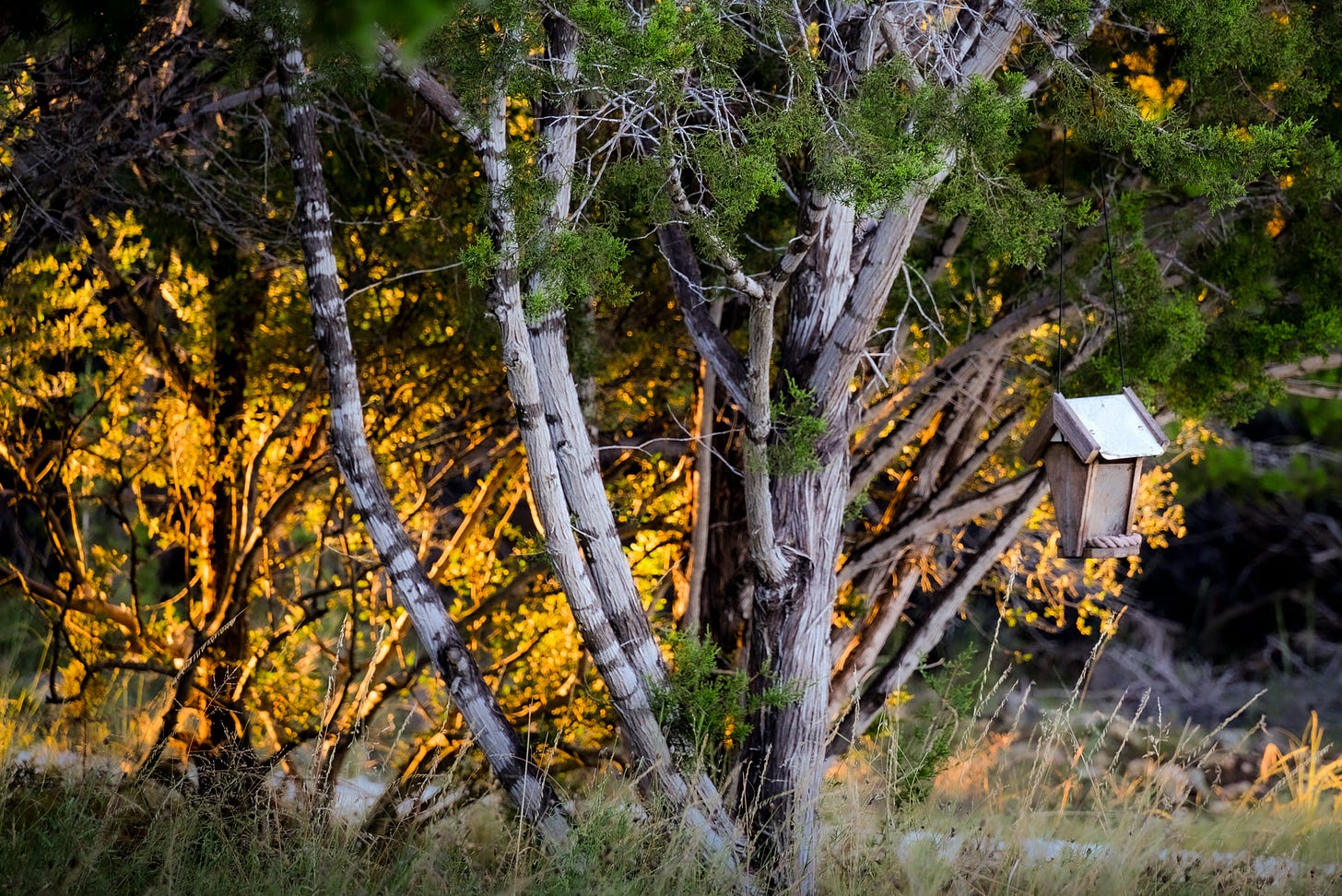 A cozy birdhouse nestled among trees in a serene woodland setting, with the sun piercing through a tall tree 