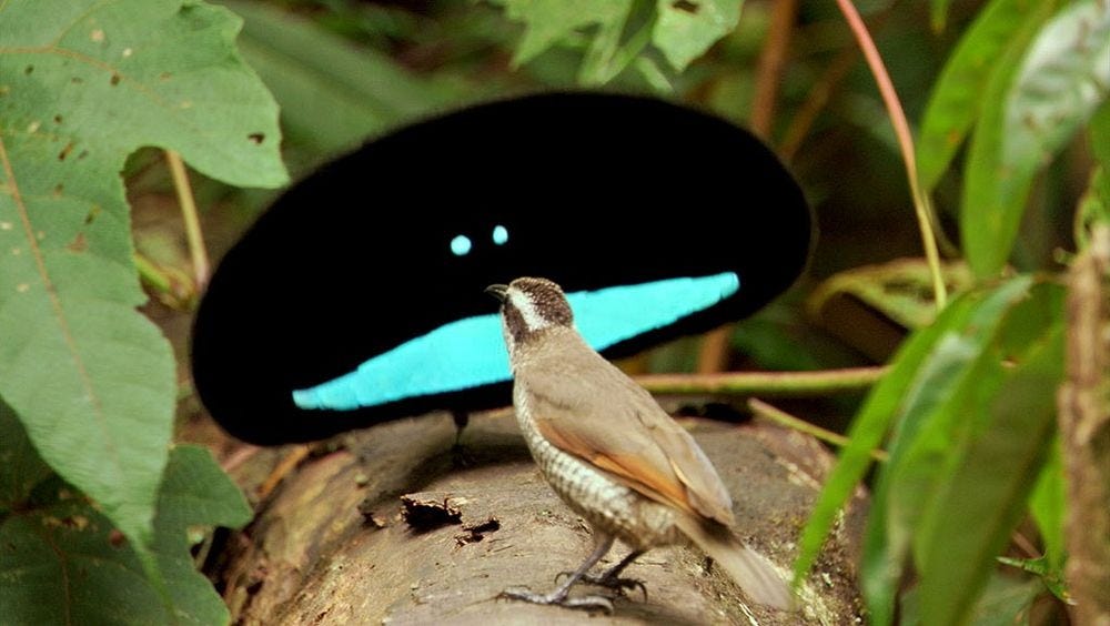 The Superb Bird-of-Paradise and the 'Dancing Species Concept' – Avian  Hybrids