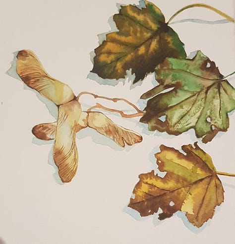 Watercolours and drawings of Autumnal leaves and tree fruit from classes with ELizabeth Tomkins..