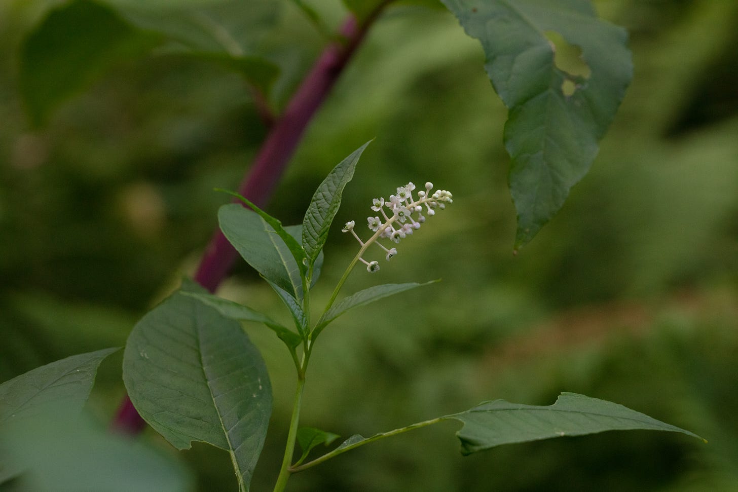 Closeup of pokeweed in bloom, small white flowers on a thin green stalk. In the background is the thick, tough, hot pink stem of another branch of the plant. Closeup of pokeweed in bloom, small white flowers on a thin green stalk. In the background is the thick, tough, hot pink stem of another branch of the plant.