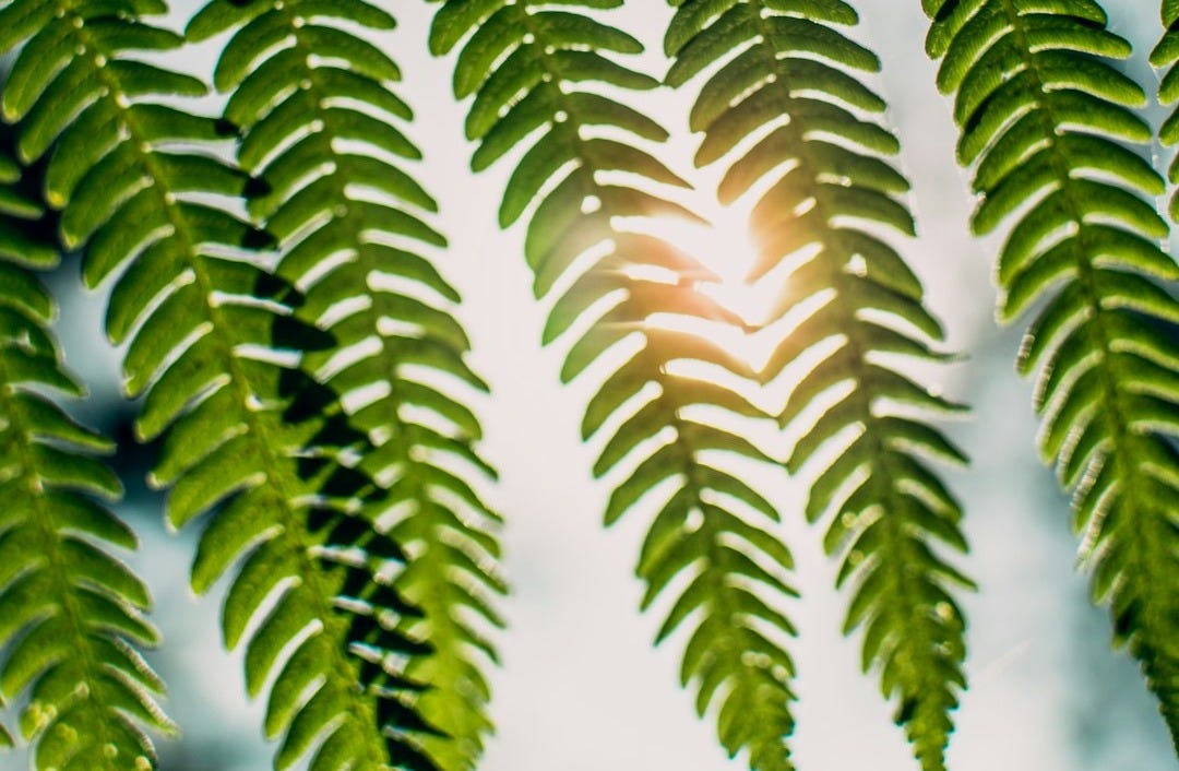 shallow focus photography of sunlight passing through fern plant shallow focus photography of sunlight passing through fern plant