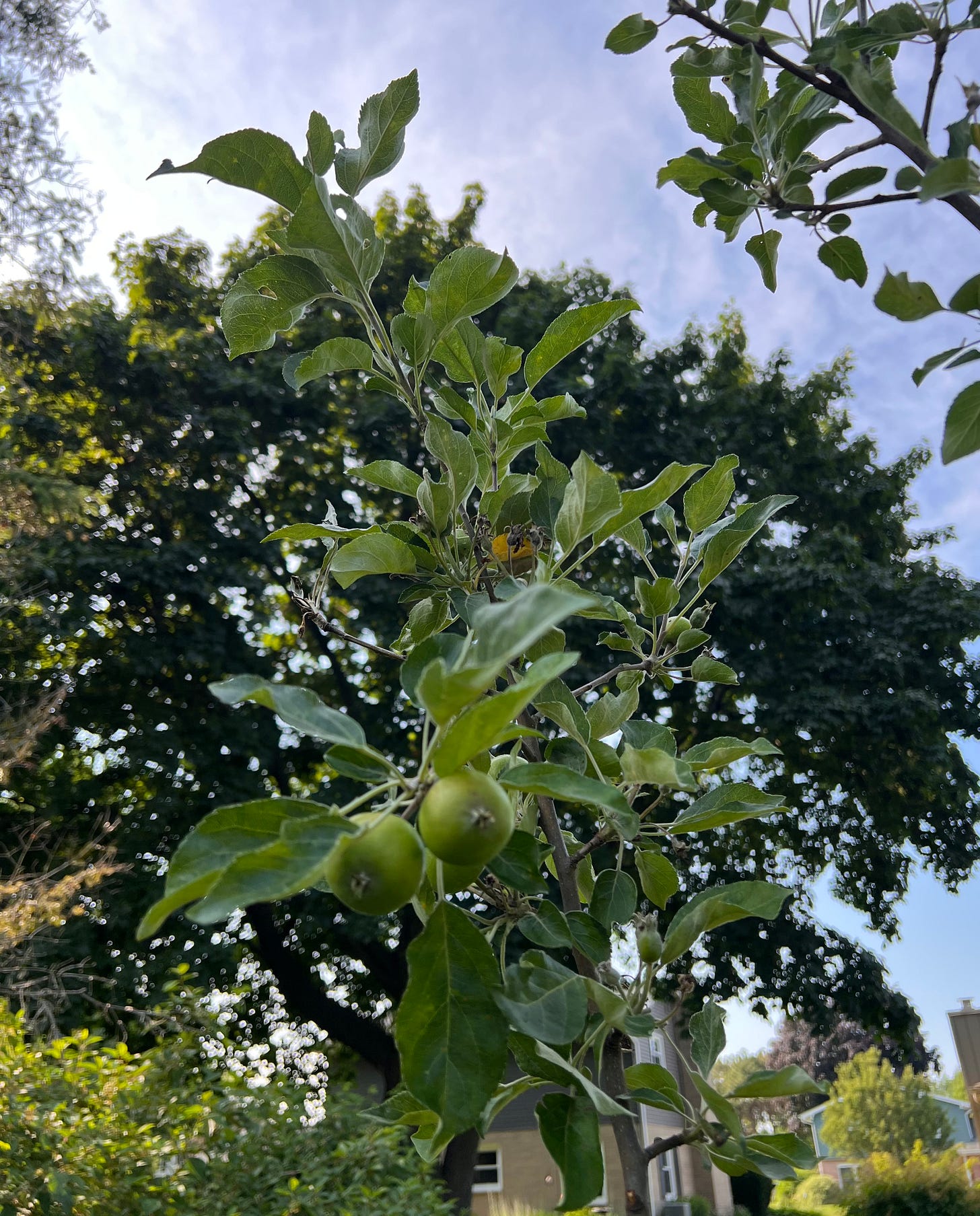 Our little apple tree in July 2025, with a few "baby" apples