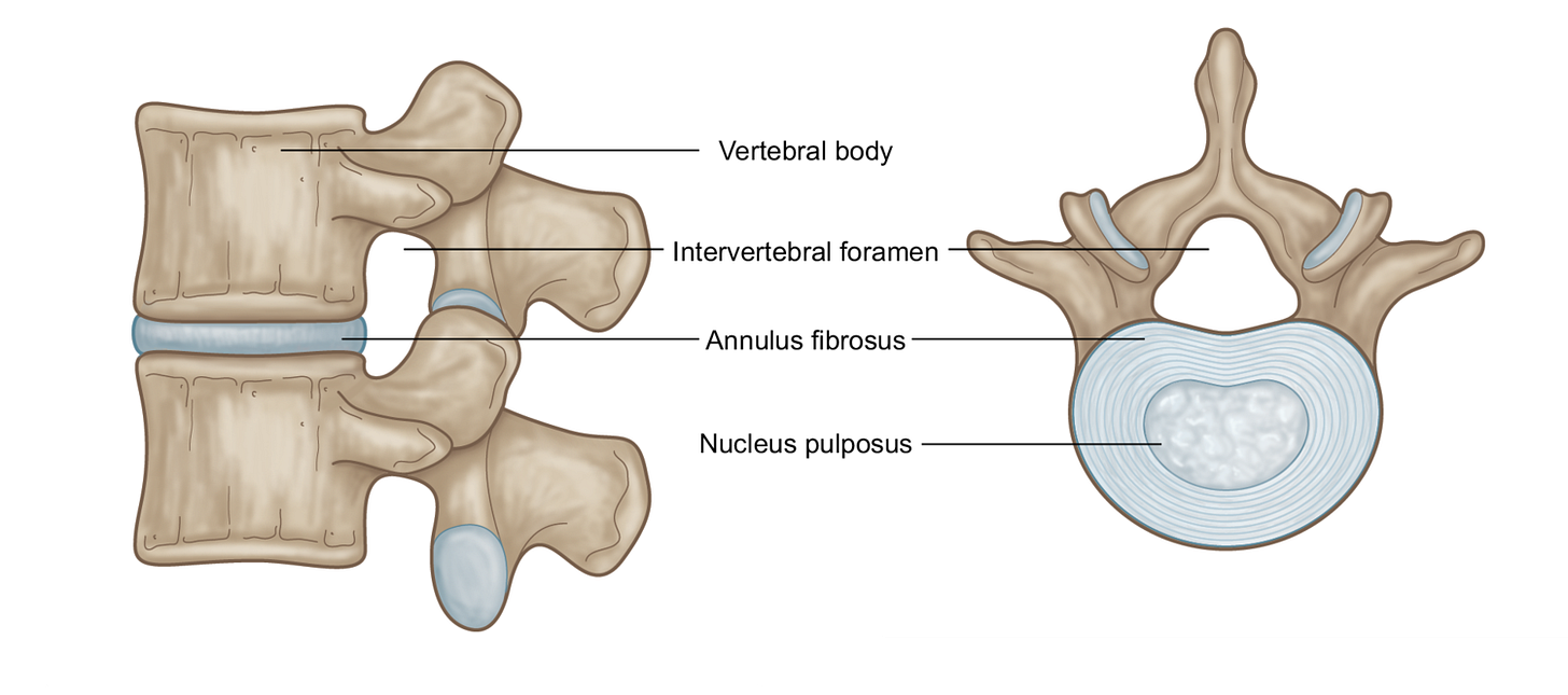 Intervertebral Discs in Yoga: Managing Mechanical Forces — Stacy Dockins
