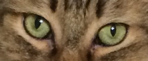 Chase_Cats_Act_Like_Children Chase_Cats_Act_Like_Children