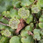 Wet Liverwort Sex