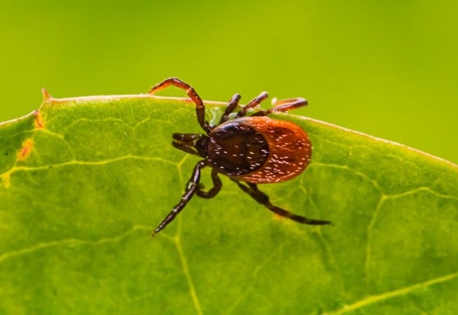 brown spider on green leaf brown spider on green leaf
