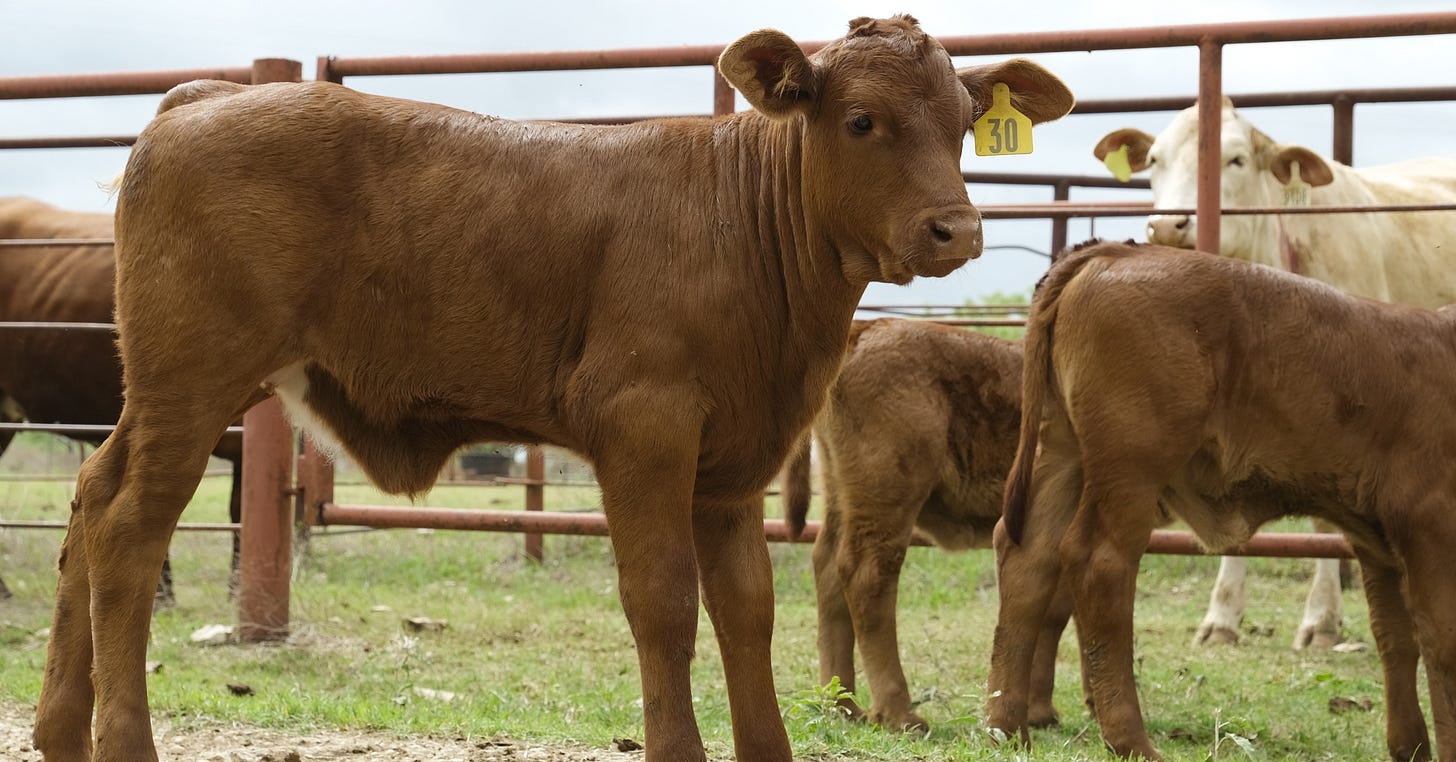 USDA Confirms Screwworm in Texas Cattle as Beef Price Risks Grow USDA Confirms Screwworm in Texas Cattle as Beef Price Risks Grow