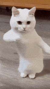 Cat Dancing Gif GIFs | Tenor