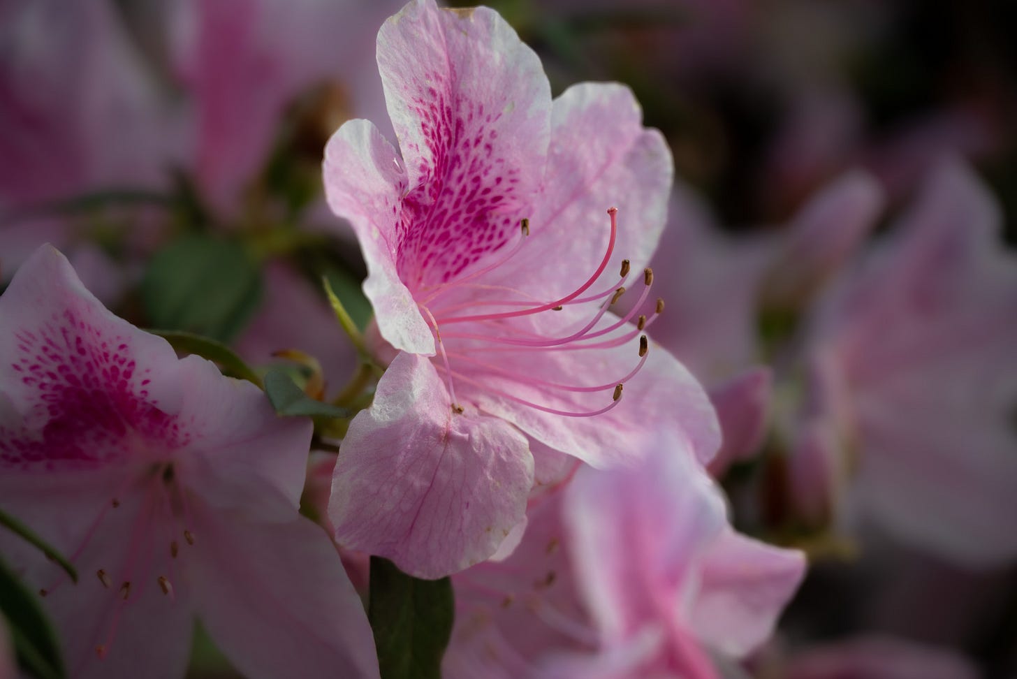 a cluster of light pink azaleas