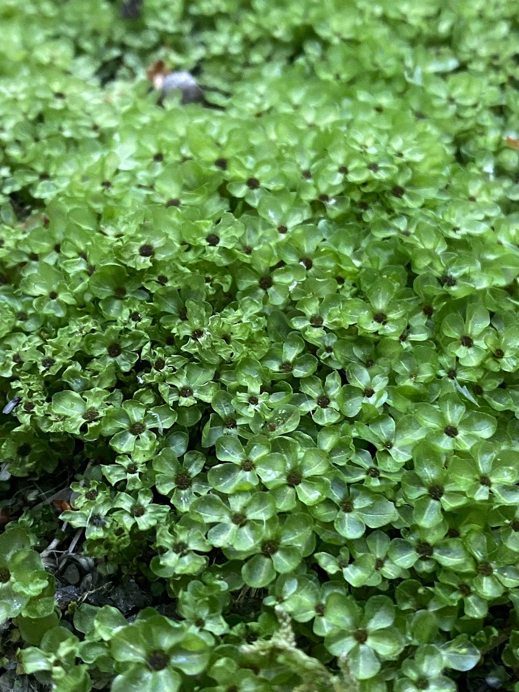 dotted thyme moss