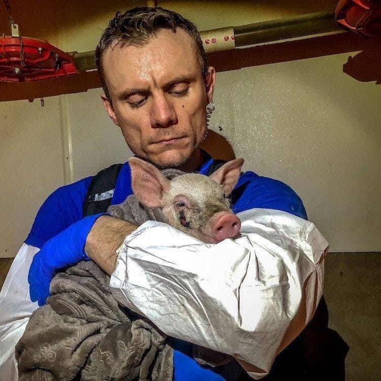 Gilly, Saved from Mass Extermination Gilly, Saved from Mass Extermination
