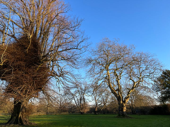 Trying to embrace the Winter stillness