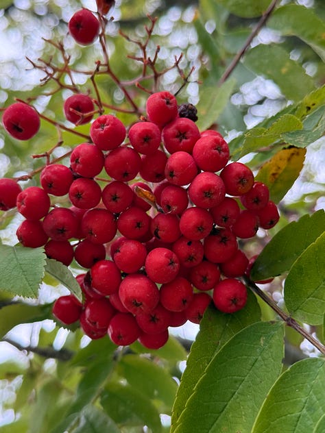 photos of a wood burning stove, red berries, a table strewn with autumnal foliage, a coyote in the woods, a handwritten letter with a painted postcard, and Megan framed by a cabin doorway