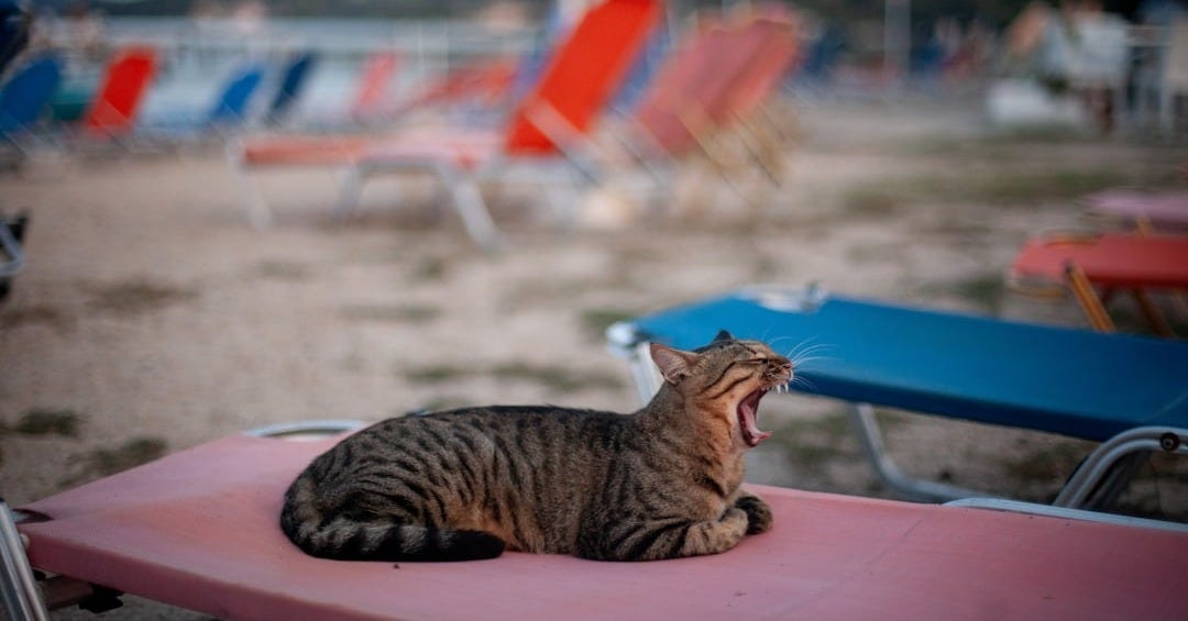brown tabby cat yawning while on top of table