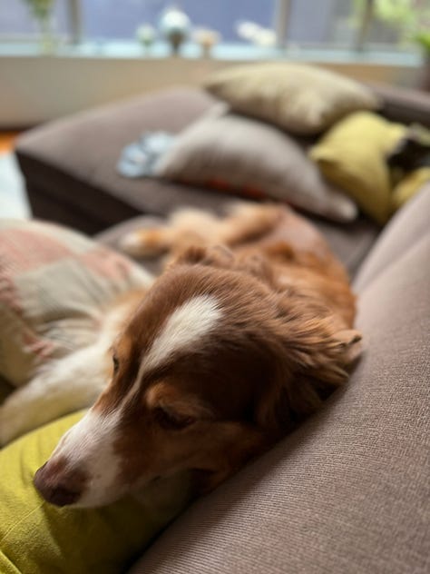 Esme the red tri Australian Shepherd.