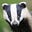 Speedwell Colliberry's avatar