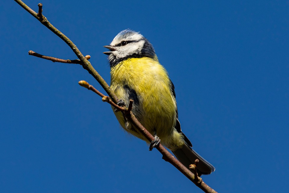 a blue tit on a thin branch, against a clear blue sky