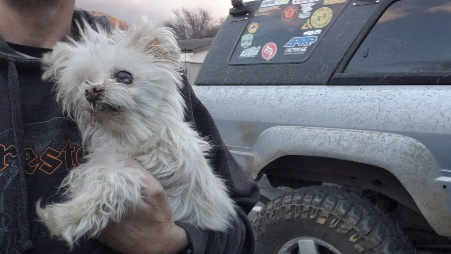 a dog and a truck