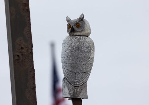 Superb Owl Sunday 2026 - Laura Erickson's For the Birds