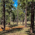 Walking Among Ponderosa Pines