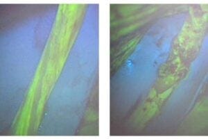 Fluorescein-enhanced contrast imaging shows a rabbit’s normal sciatic nerve, left, and a damaged one.