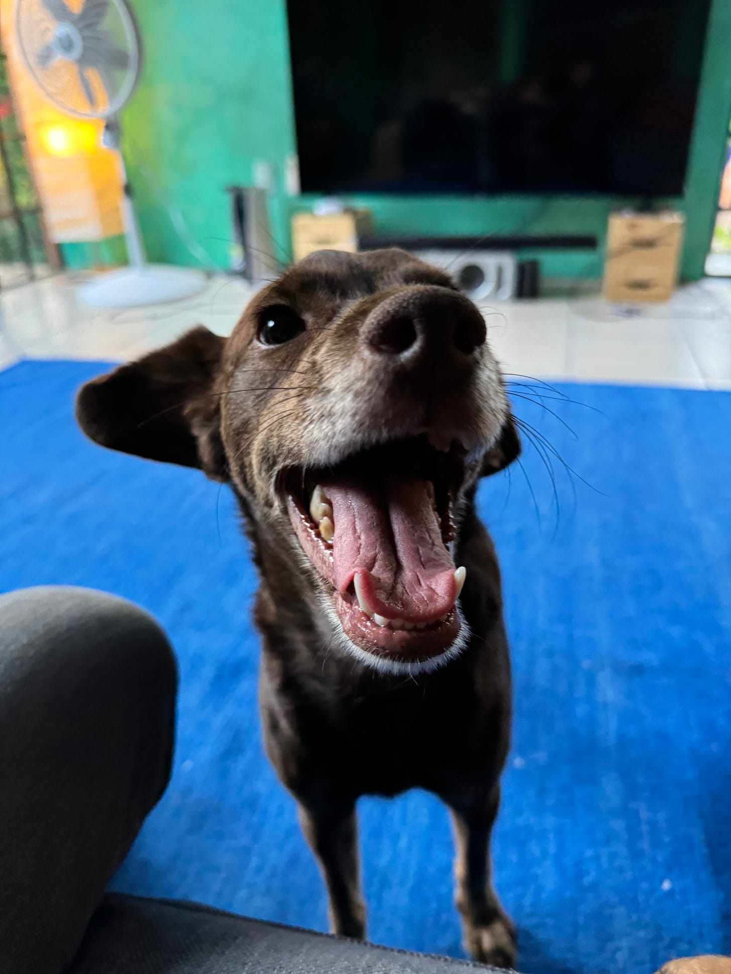 A close-up photo of our dog Loo, with his mouth wide open in a smile.