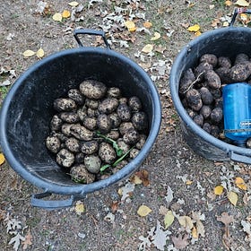 Final 2023 Garden Harvest
