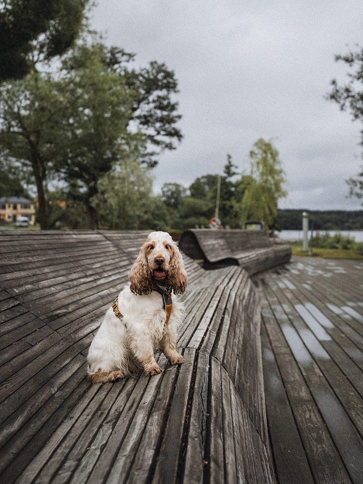 sigtuna travel photos and experiences
