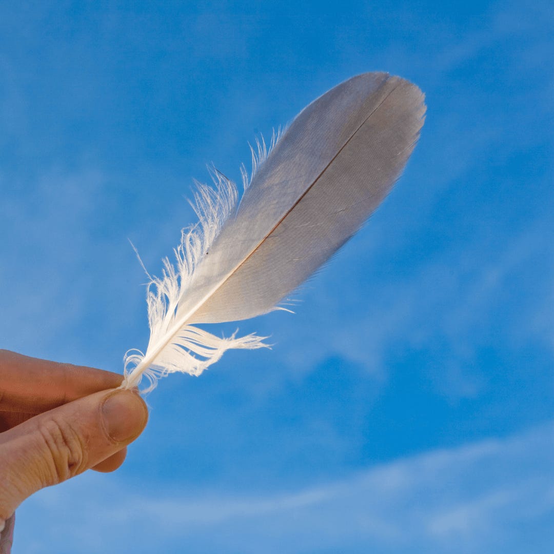 How Bird Feathers Work | Kohab Life Explained — Kohab