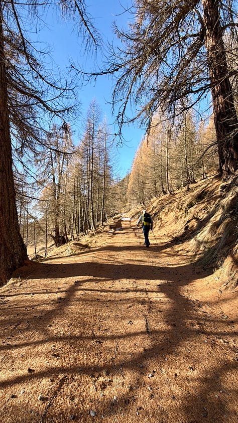 Left image, a south-facing, forested alpine slope as viewed from a village. It's winter, and the sunlit larch forest has shed all needles, the trees winter brown. Snow lies between the chalet-style apartment buildings in the foreground. The sky is blue.; middle image; an elderly couple smile for a selfie in an alpine larch forest. It's winter, the trees are bare and their fallen needs cover the ground. The couple's faces are half in shadows, half sun-lit.; right image, a track climbing through an aline, larch forest. The trees have shed their needles, which cover the track. A single hiker makes his way up the track in sunshine and shadows cast by the trees. The sky is a clear blue.