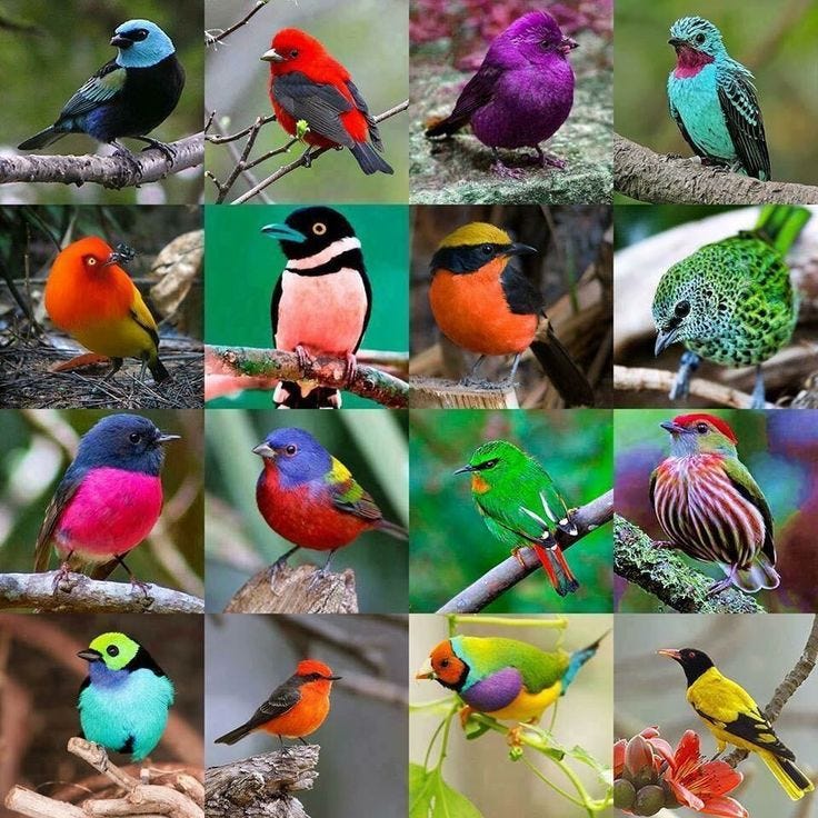 This may contain: many different colored birds are sitting on the branches